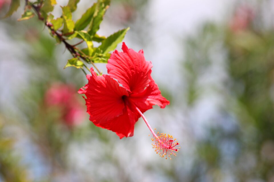 Red pretty relaxing