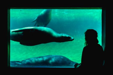 person looking at sea cow photo