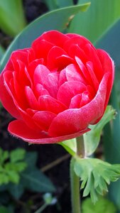 Flower garden plant red