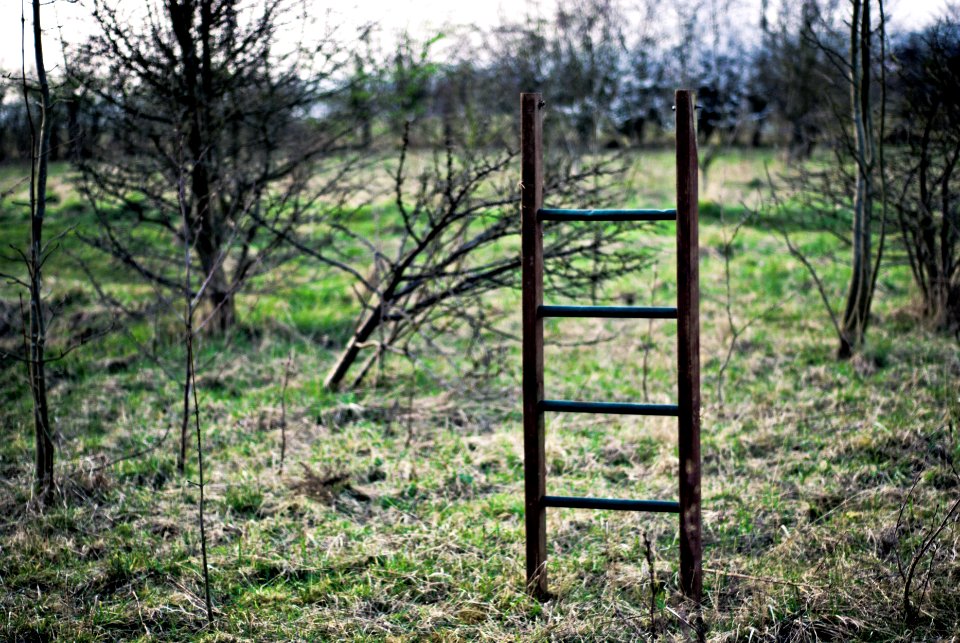 Dinnington, Nature, United kingdom