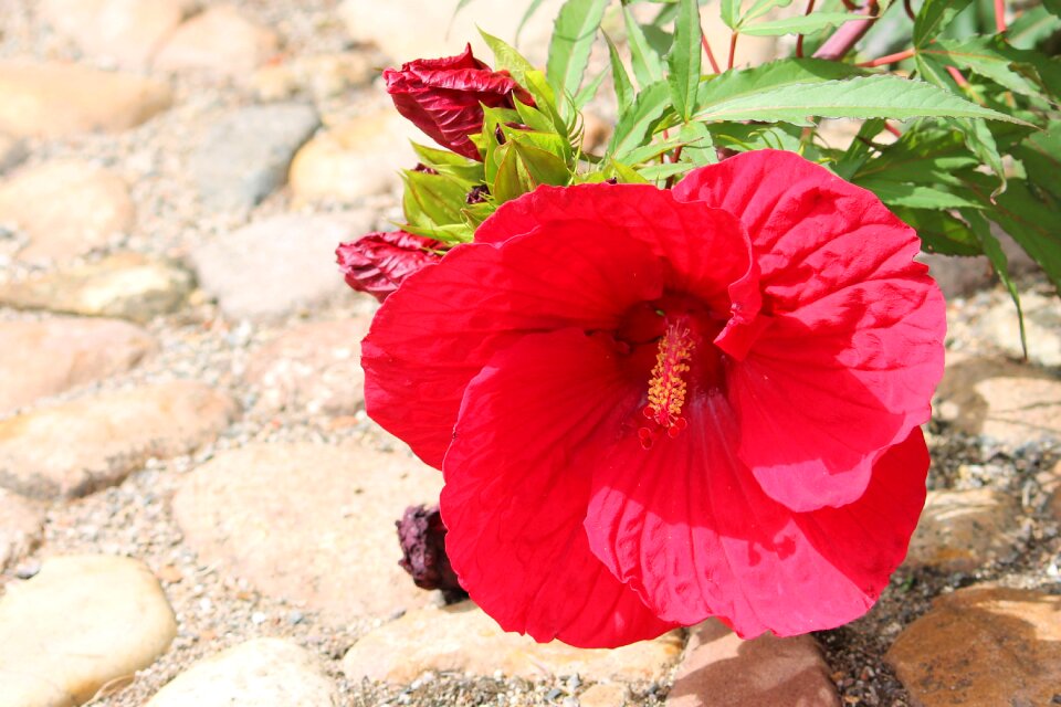 Blossom bloom flower