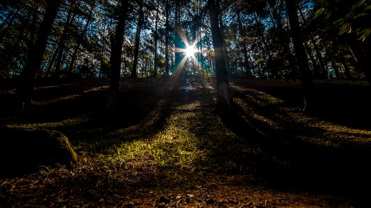sun rays on forest during daytime photo
