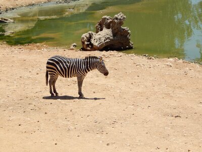 Zoo nature water