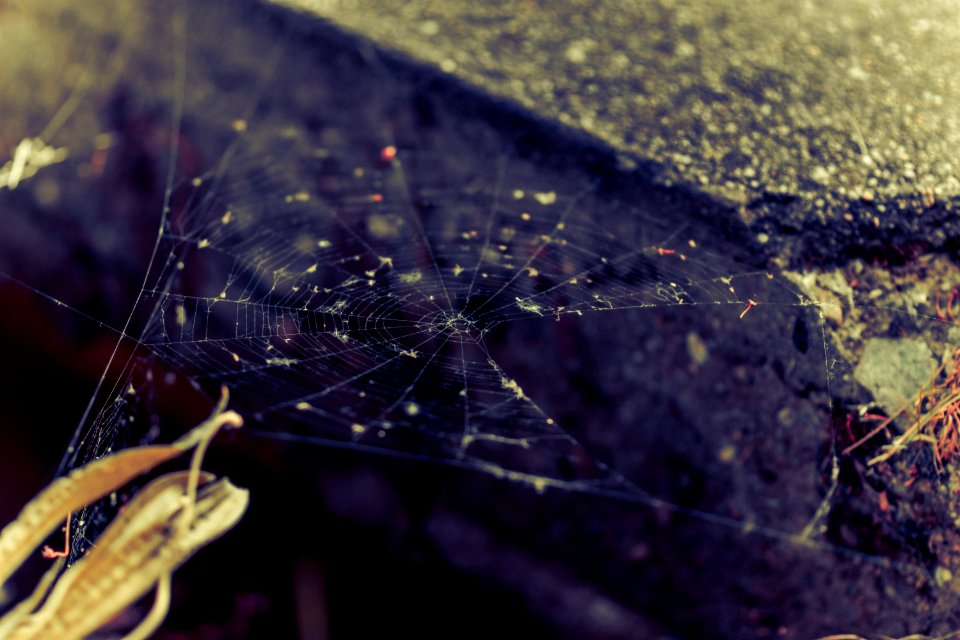 Life, Lake, Spider web