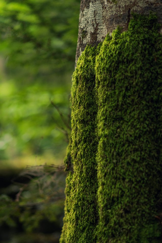 Romania, Sinaia, Grass