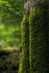 Romania, Sinaia, Grass