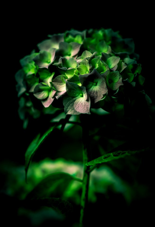 selective focus photography of green leafed plant