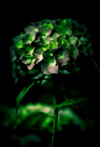 selective focus photography of green leafed plant photo