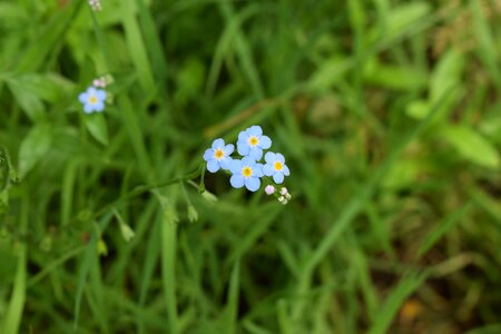 Summer meadow nature photo