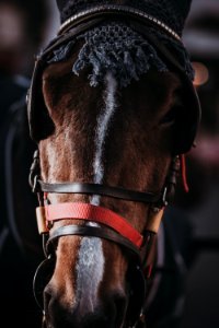 close-up photo of brown and white horse photo