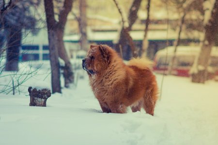 Bucharest, Romania, Snowflake