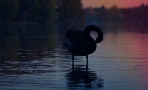 black duck on body of water photo