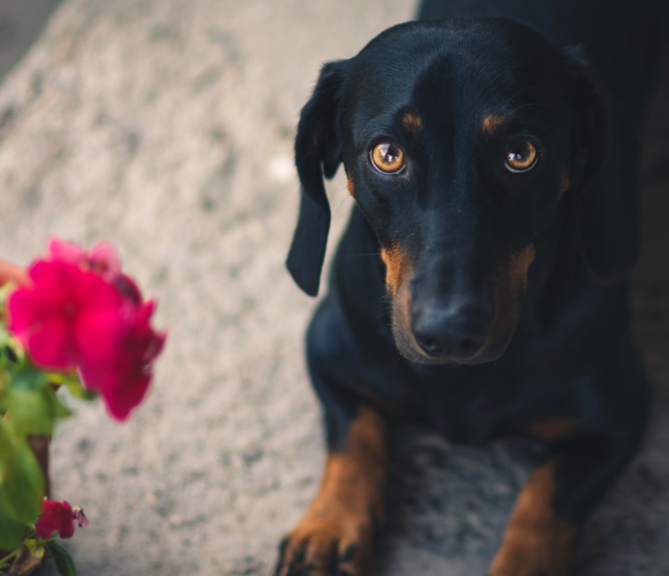 Puppy, Lovely, Travel