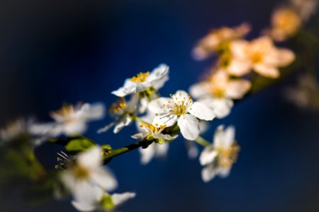 shallow focus photography of white petal flower plant with blue background