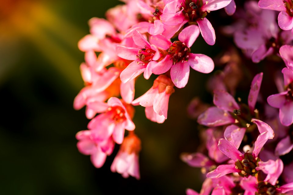 shallow focus photography of pink flowers