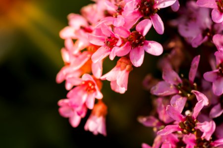 shallow focus photography of pink flowers photo