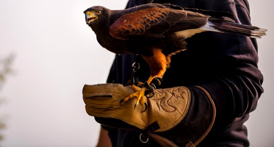 black bird on human hand