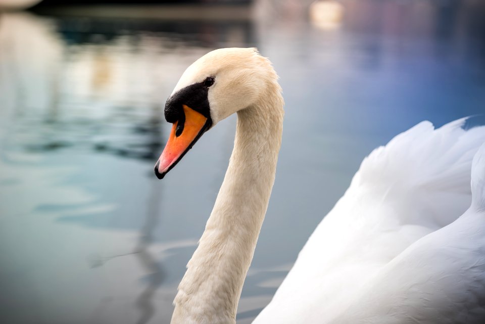 Nature, Lago di lecco, Lecco