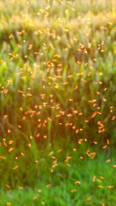 Fliegenschwarm backlighting insect