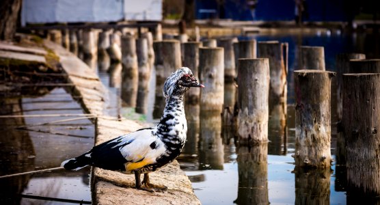 brown duck on concrete dock