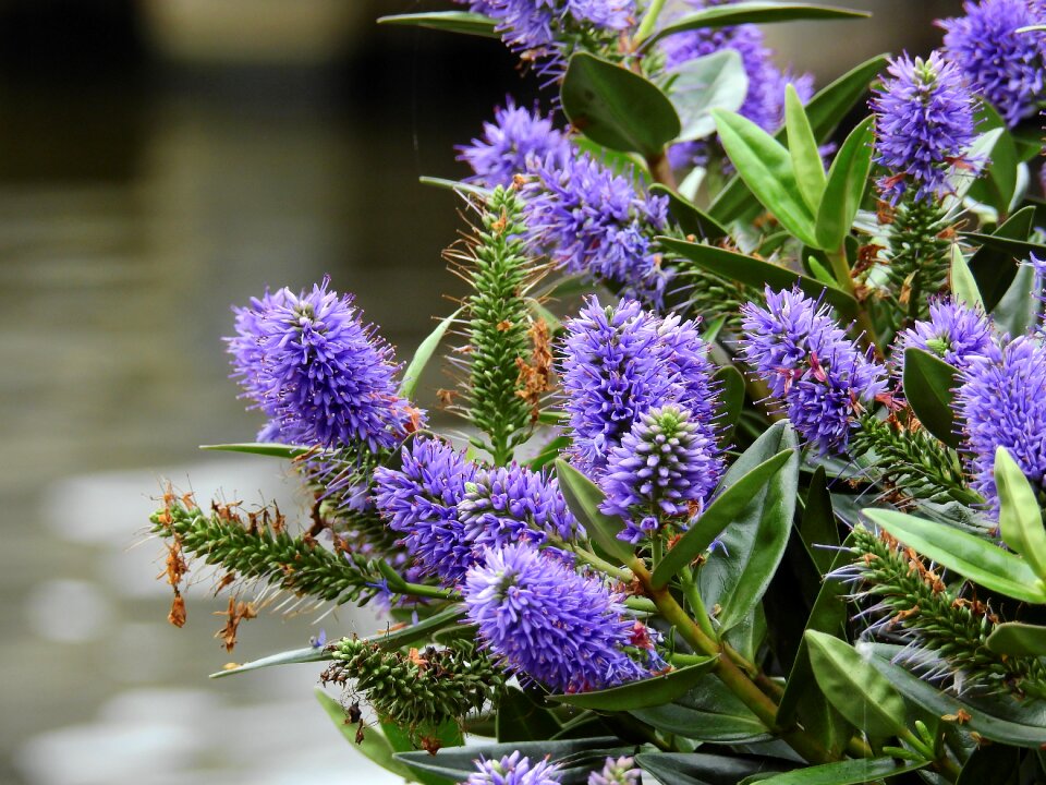 Purple nature plant