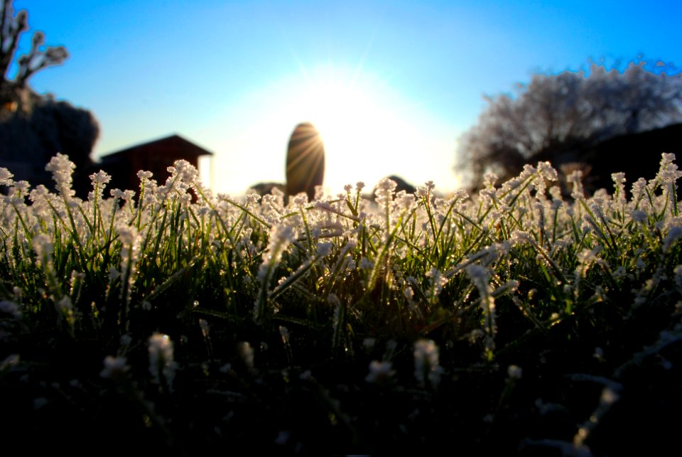 shallow focus photography of white and green plant
