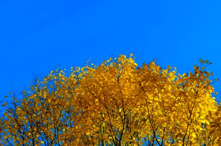 Bluesky, Tree, Yellow photo