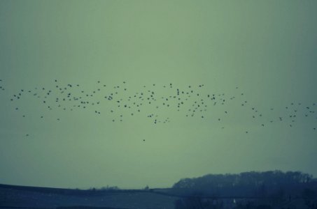 Birds, Scape, Hills