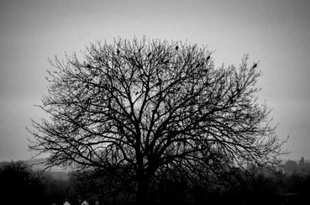 Mist, Birds, Bird