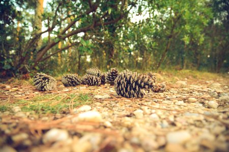 pine cones