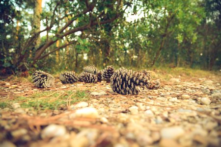 pine cones photo