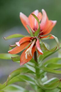 Flower garden plant