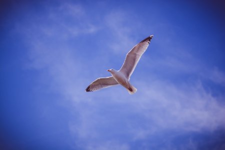 Blue, Sky, Fly photo