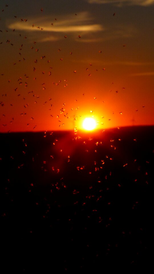 Fliegenschwarm backlighting insect