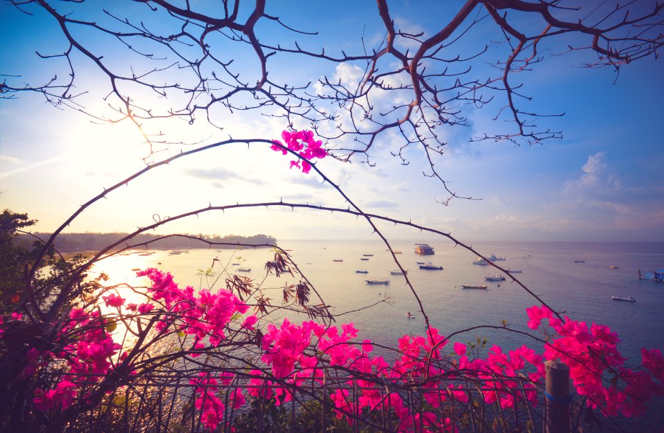 Lembongan isl, Indonesia, Flower