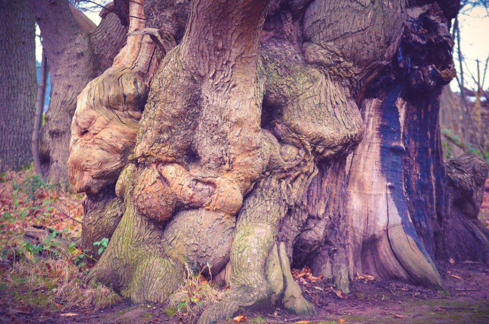 Wood, Treestump, Stump