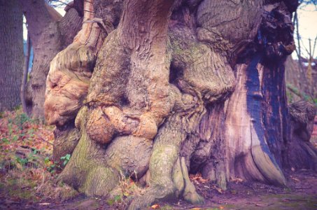 Wood, Treestump, Stump