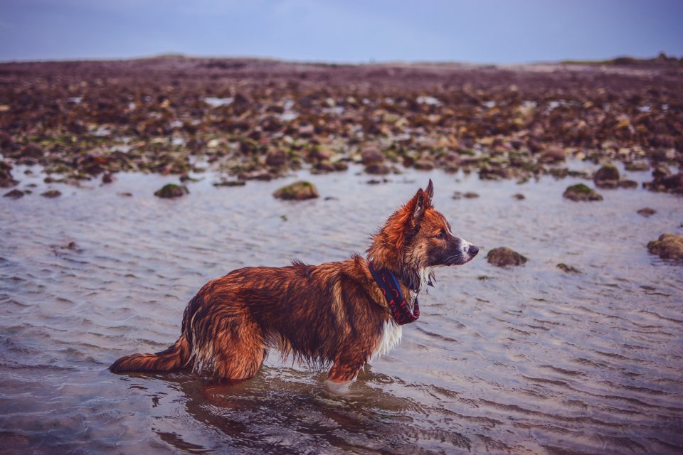 Pebbles, Beach, Water
