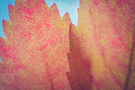 Red, Leaves, Leaf