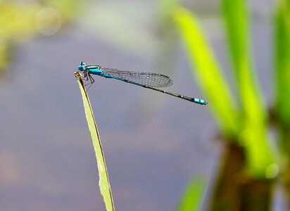 Dragonfly needles resting water