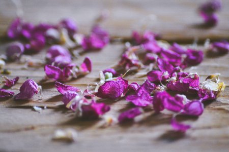 Leaf, Flower, Petal