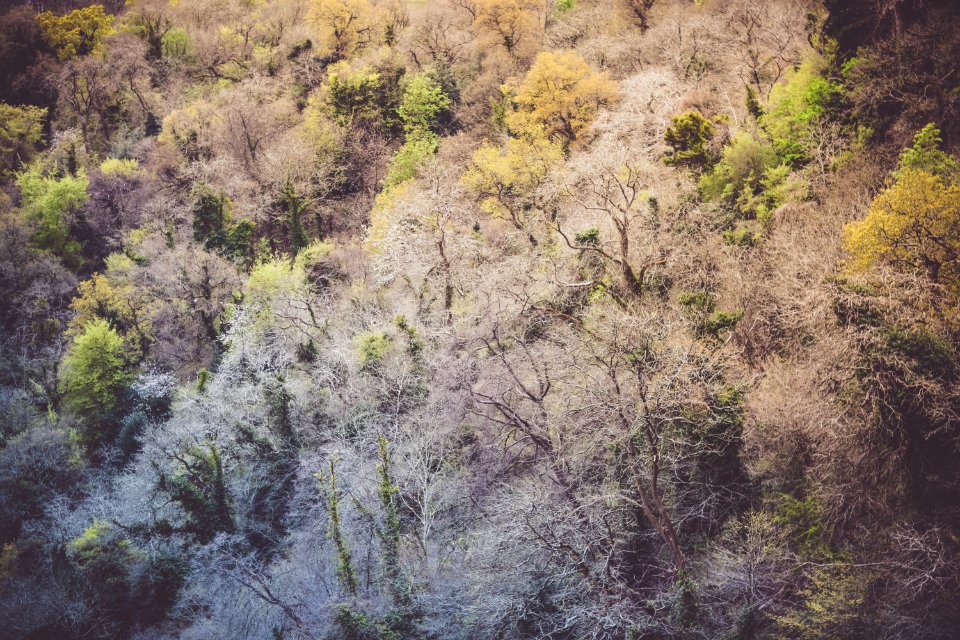 Nature, Bristol, Forest