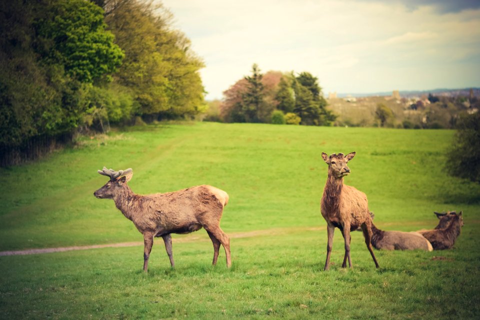 Ashton court mansion, Long ashton, United kingdom