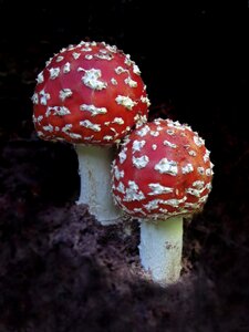 Mushroom red fly agaric mushroom forest mushroom