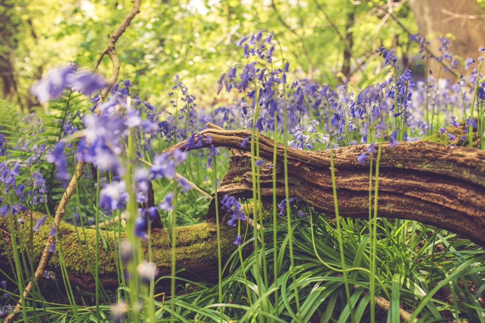 Priors wood, Bristol, United kingdom