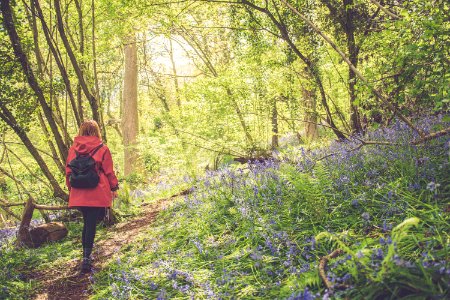 Priors wood, Bristol, United kingdom photo