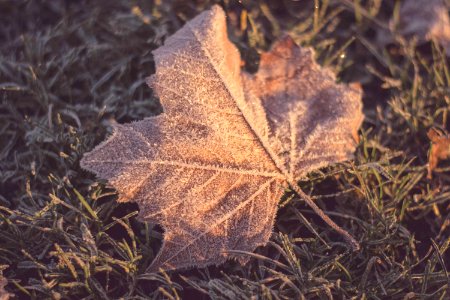 Winter, Grass, Frozen