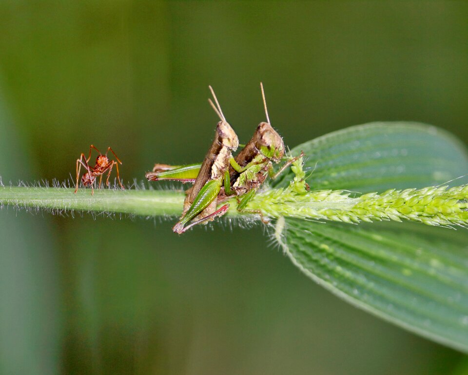Grasshopper ants kerengga