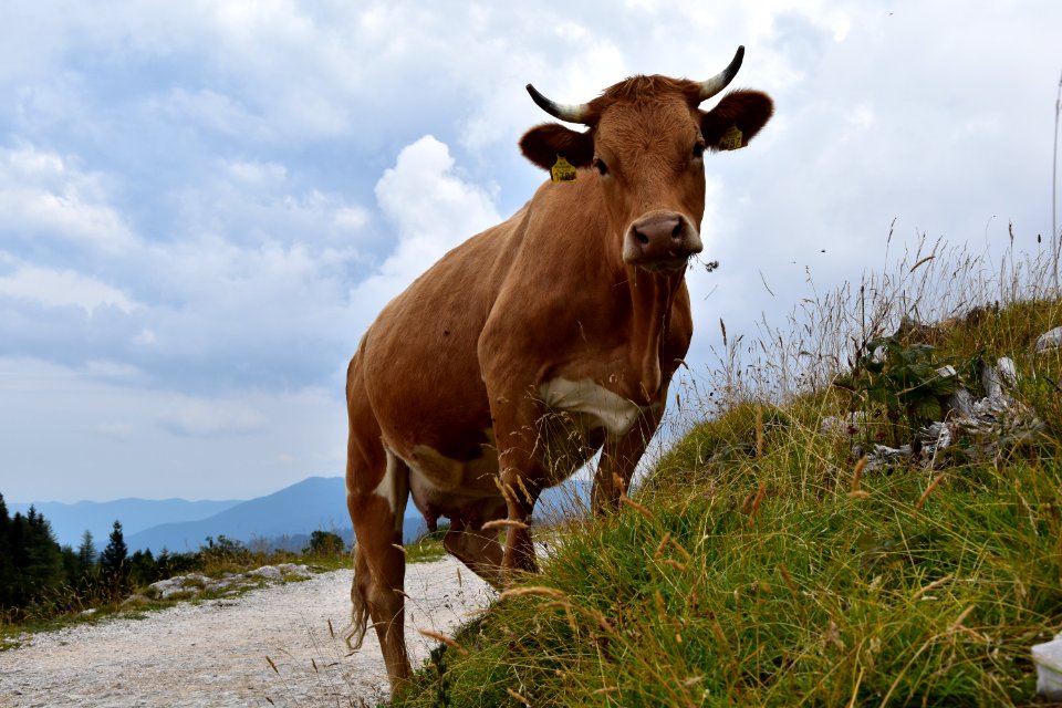Velika planina, Slovenia