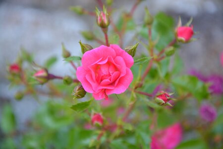 Nature garden bush